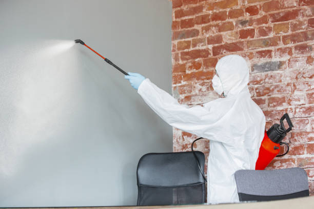 Best Attic Mold Removal  in Everson, WA