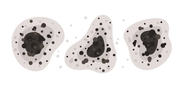 Best Mold Prevention Services  in Everson, WA