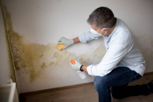 Best Mold Odor Removal Services  in Everson, WA