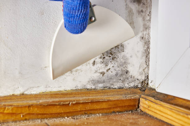 Best Emergency Mold Remediation  in Everson, WA