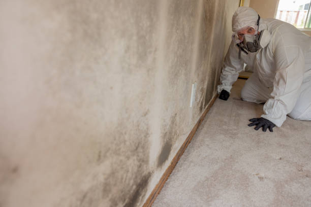 Reliable Everson, WA Mold Removal Solutions